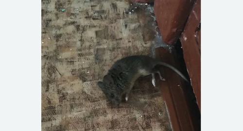 Дезинфекция от мышей в Хорошевском районе Москвы