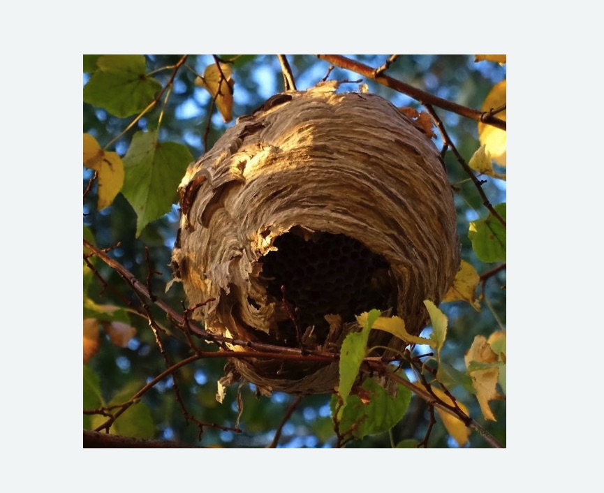 Обработка от шершней в Хорошевском районе Москвы