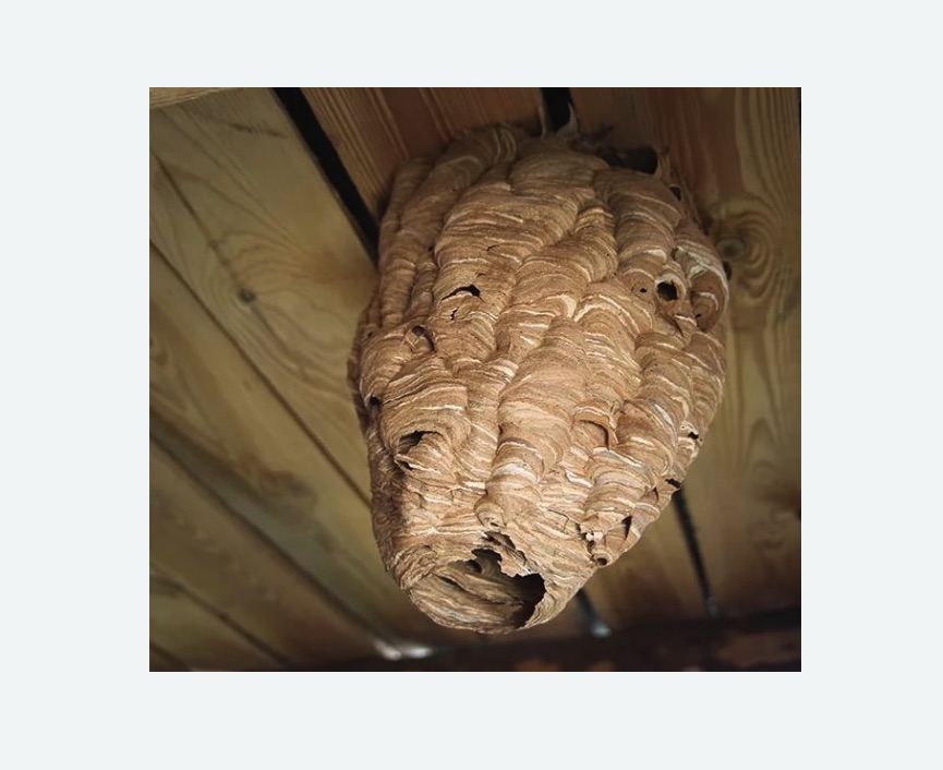 обработка от шершней в Хорошевском районе Москвы