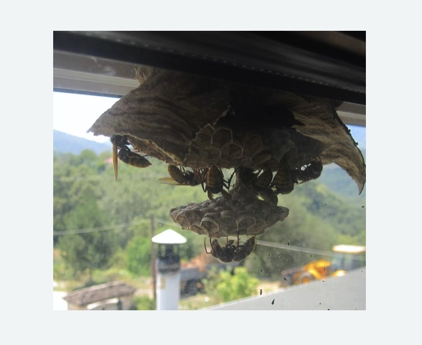 Уничтожение гнёзд шершней в Хорошевском районе Москвы