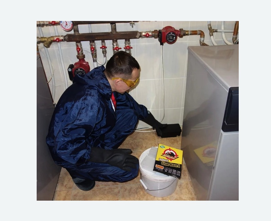 Уничтожение крыс в Хорошевском районе Москвы