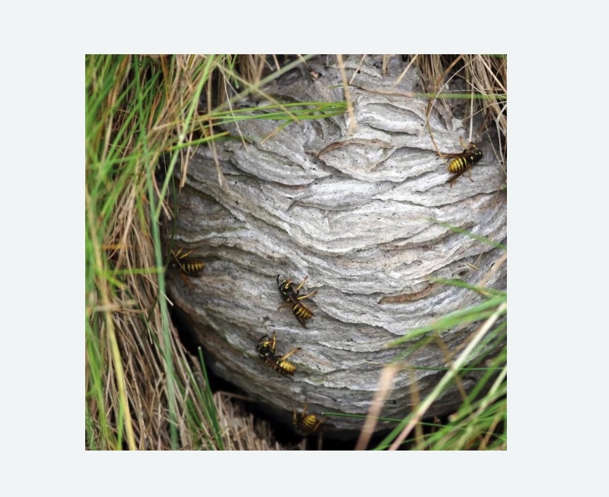 Уничтожение ос и ульев в Хорошевском районе Москвы